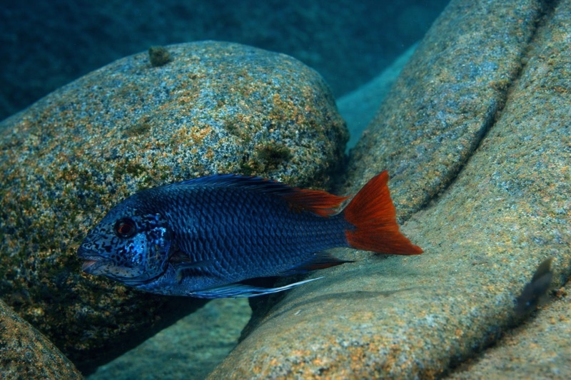 Petrochromis sp. 'texas red' Kizinga (Kiriza)